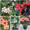 200 pcs hibiskus samen zimmerpflanze - bienenweide saatgut blumensamen geschenk, bonsai baum winterharte kübelpflanzen wildblumenwiese saatgut mehrjährig garten geschenke