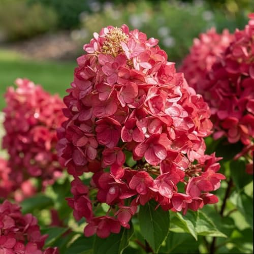 Hortensien Winterhart Paniculata Diamand Rouge (3 Pflanzen) - Hydrangea pflanzen aus Holland - Echte Garten Hortensie (kein Samen, kein Kunstblumen und nicht künstlich) - Mehrjährig Balkonpflanzen