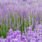 100 pcs lavendel pflanze winterhart samen, gartenkräuter seed bienen wiese lavendelsamen - Lavandula angustifolia kräuterbeet gartenblumen mehrjährig winterhart kräutergarten