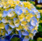 30 Stk. Bonsai-Hortensien mit halbem Blumenkranz, halber Blumengarten, schöner Garten und Duft von heimischen Pflanzen