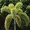 10 FUCHSSCHWANZ Palme Wodyetia bifurcata die besten Samen sind von Hawaii Easy Grow