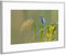 artboxONE Poster mit Rahmen Silber 30x20 cm Eisvogel 2 von Heiko Lehmann - gerahmtes Poster