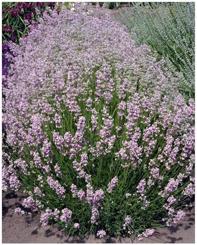 Stauden Gänge 3 x Lavandula angustifolia 'Rosea' (Staude/Stauden/Winterthart/Mehrjährig) Echter Lavendel - Stecklingsvermehrt - Tolle rosa Blüten - Sehr Insekten- und Bienenfreundlich