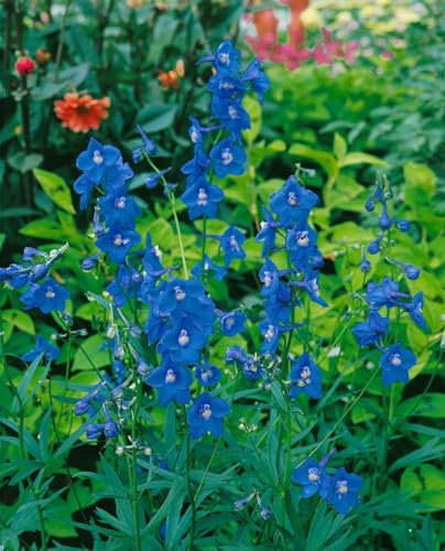 Delphinium x belladonna 'Balaton' ca. 11x11 cm Topf - Rittersporn, himmelblaue Blüten, Blütezeit Juni-August, ideal für Rabatten, bienenfreundlich, pflegeleicht