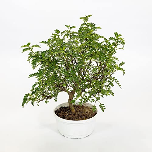 Vivai le Georgiche - Pianta vera di Zanthoxylum beecheyanum Fagara alata var. beecheyana Albero del pepe cinese, Pepe Giapponese - vaso Ø 19 cm - altezza alla vendita 30-40 cm