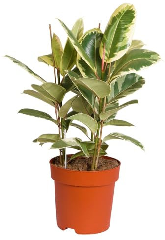 Gummibaum 'Tineke', Topf-Ø 27 cm, Höhe ca. 85 cm