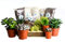 Large Plant Terrarium Kit with 6 Succulent Plants. Includes Plants,Soil, Gravel, Moss, Activated Charcoal, Decorative Stones, Step by Step Guide. Great Gift idea for Men and Women