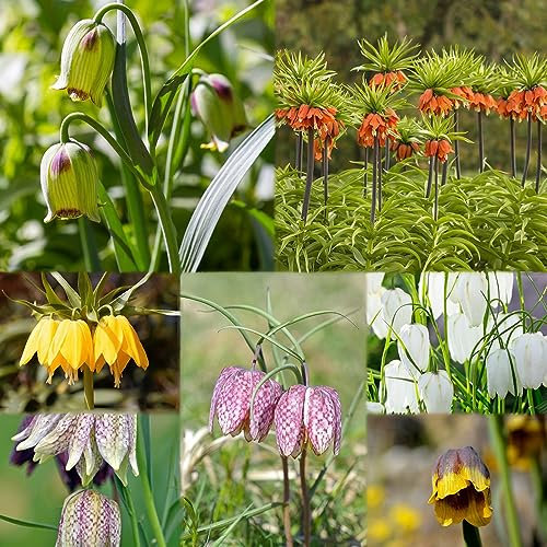 5 pcs kaiserkronen - zwiebeln plants blumenzwiebel winterharte stauden mehrjährig Fritillaria, topfpflanzen draußen winterhart balkonpflanzen winterhart winterharte