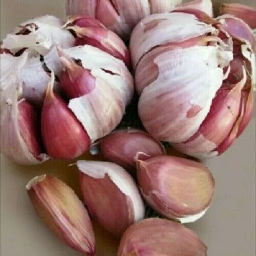 Buy4seeds 9 Seed Fresh Organic Garlic Seeds Wight Garlic Seeds for Large Bulbs Autumn ForUseful for Gardening(9 Seeds)
