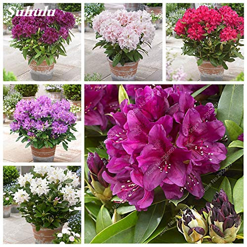 Kalash New 100 pcs Japanese Azalea Rhododendron Flower Seeds for Gardening Pink