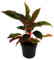 Aglaonema Jungle Red - Buntblättriger Kolbenfaden - Ausgefallene Sorten - 12cm - ca. 25-30cm hoch
