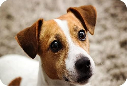 Jack Russell Dog Rectangle Aluminium Fridge Magnet Fantastic Souvenir