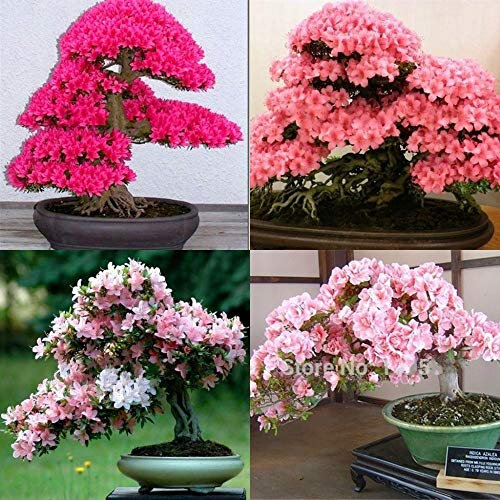 Shopmeeko Bonsai Bonsai Kirschbaum japanische Sakura 10pcsseeds / Pack, Bonsai Blume Kirschblüten