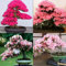 Shopmeeko Bonsai Bonsai Kirschbaum japanische Sakura 10pcsseeds / Pack, Bonsai Blume Kirschblüten