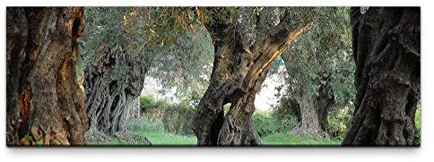 Leinwandbild auf Echtholzrahmen alte Olivenbäume 150x50cm