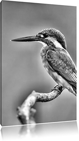 Pixxprint Kleiner Eisvogel, Größe: 60x40cm, Leinwandbild, fertig gespannt, Wandbild, Dekoration, Kunstdruck, kein Poster