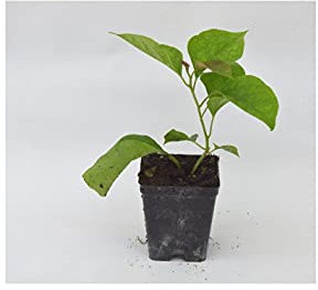 Piante di Bouganvillea (Kit da 3 piante) Vaso 7cm