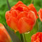 COOTO Garden Tulpenzwiebeln Frühblüher Blumenzwiebeln Tulpen Knollen | orangen Blumen Zwiebeln | 5 Stück im Set