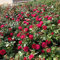 Rose 'Rouge Meilove®' - Beetrose rote Blüten - Rote Rose Pflanze Winterhart Halbschattig gesundes Laub - von Garten Schlüter - wurzelnackte Pflanzen in Top Qualität