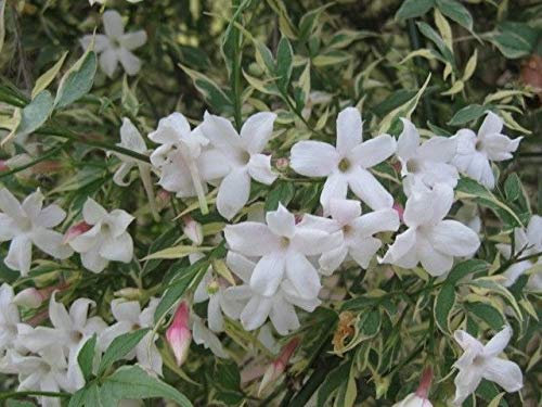 Portal Cool Jasminum Officinale 'Argenteovariegatum' - Jasmine In 9cm Pot