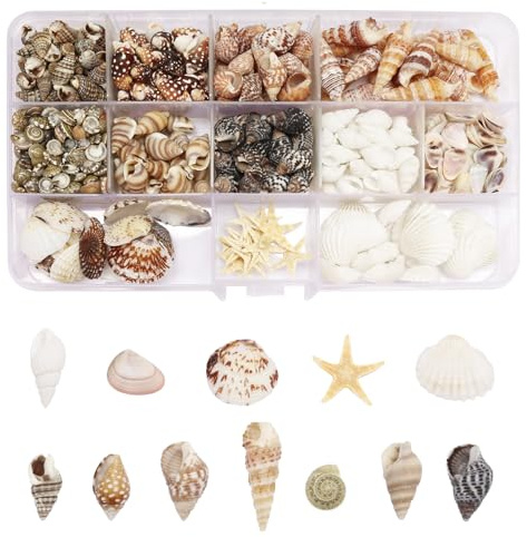 525 Stück Muscheln, 12 Stile Muscheln zum Basteln, Natürliche Muscheln Deko mit Meeresschnecken, Seestern und Aufnahmebox, Muscheln Gemischt Ozean für Schmuckherstellung, Vasenfüllungen, DIY