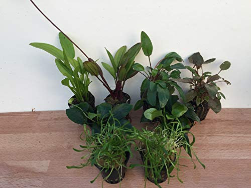 Pflanzen Starter-Set Aquarium-Pflanzen bis 200 L 8Töpfe 12 Bund Wasserpflanzen