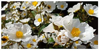 Seeds & Plants Shop by Ipsa Stk - 10x Cistus laurifolius Lorbeerblättrige Zistrose Garten Pflanzen - Samen ID1193 - Seeds Plants Shop Samenbank Pfullingen Patrik Ipsa