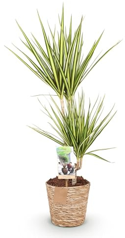 Dracaena Sunray – 70-75cm – 17cm mit Korb – Pflegeleichter Drachenbaum – Grün-Gelbes Blattwerk – Moderne Zimmerpflanze für Wohnzimmer, Büro & Schlafzimmer