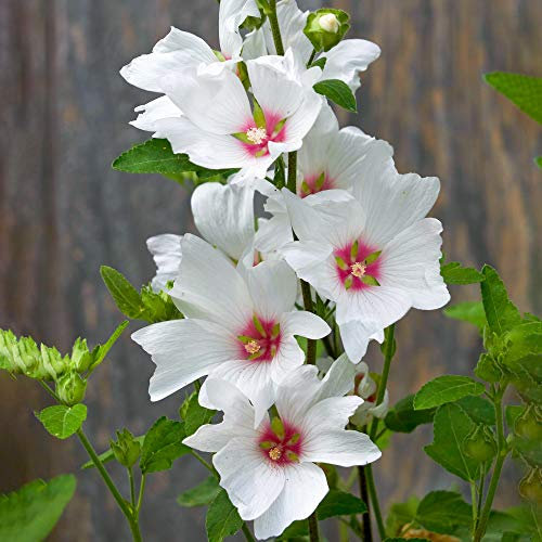 Lavatera Silver Barnsley Tree Mallow Semi-Evergreen Outdoor Garden Shrub Plant (9cm Pot, 20-30cm)