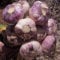 Live Seeds Early Purple Wight 20 Garlic Seeds Clove, Wight Garlic Cloves/from 2 Bulbs/Planting Now 2021-22
