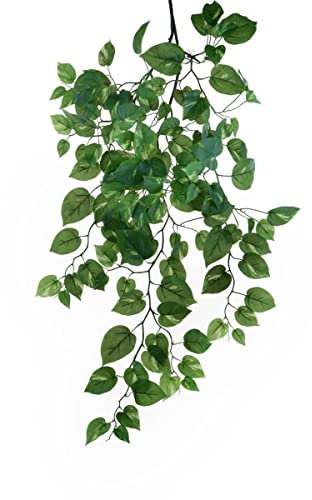 Bianchi Dino - Pezzi 1 - Pianta di Pothos Rampicante - Colore Green/White