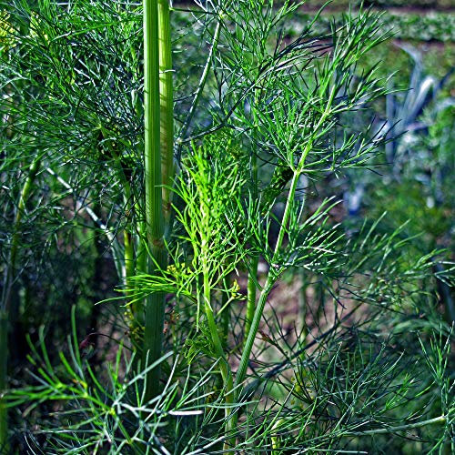 Aneto (Anethum graveolens) - circa 600 semi