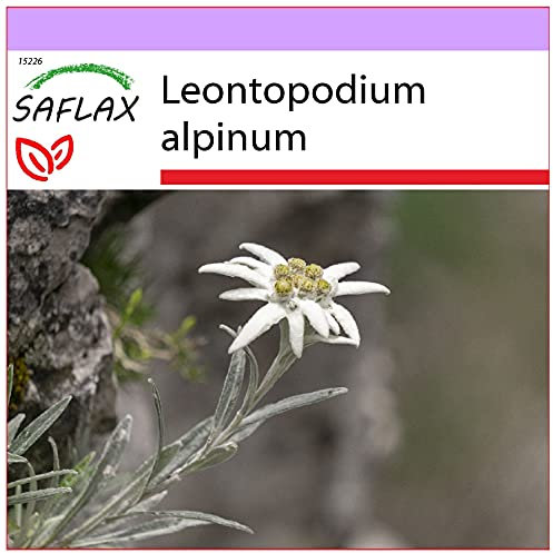 SAFLAX - Heilpflanzen - Edelweiss - 500 Samen - Leontopodium alpinum