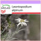 SAFLAX - Heilpflanzen - Edelweiss - 500 Samen - Leontopodium alpinum