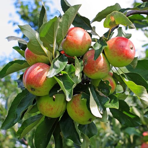 semi di melo - semi di alberi decorativi per balconi piante resistenti in vaso mela pianta da balcone piante resistenti da balcone alberi frutto frutto giardino biologici albero mele 10pcs