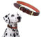 Mile High Life | Premium Canvas Leder-Hundehalsband | Metall-Pin Schnallenring Hundehalsband | Echtes Ledergürtel Halsband | für mittlere/Große Hunde (M, rot)