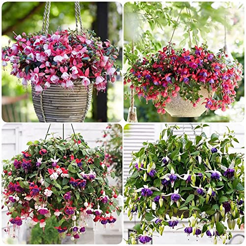 150 Stück Fuchsiensamen fuchsien pflanzen winterhart samen - Seltene Pflanze serie - blumenmischung blumen saatgut pflanzensamen zimmerpflanzen winterharte garten geschenk für pflanzenliebhaber