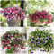150 Stück Fuchsiensamen fuchsien pflanzen winterhart samen - Seltene Pflanze serie - blumenmischung blumen saatgut pflanzensamen zimmerpflanzen winterharte garten geschenk für pflanzenliebhaber