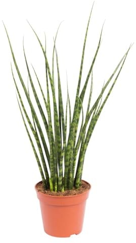Bogenhanf, 'Fernwood Mikado', Topf-Ø 14 cm, Höhe ca. 60 cm