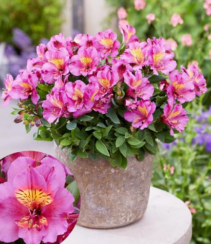 BALDUR Garten Winterharte Alstromeria Incalys® 'Purple', 1 Pflanze | Neuzüchtung, winterhart bis -8°C, blühender Blickfang von Mai bis Oktober, Lieferung im 12 cm XL Topf
