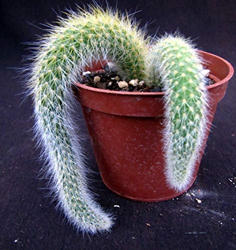 Cleistocactus Colademono Kakteen Sukkulento Kaktus
