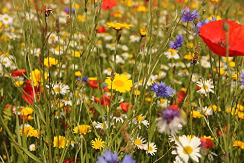 Perennial Wildflower Seeds UK_ Certificate Seeds Mix of 21 Different Flower Seeds with no Grass or Lawn Seeds Inside The Pack (100g)