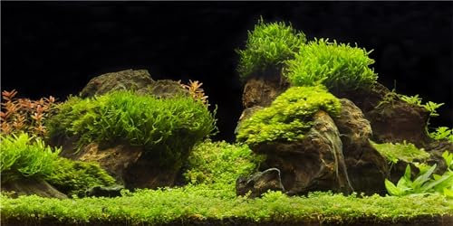 MIRRORANG 120x50cm Aquarium Background Water Grass Fish Tank Background Decoration Aquatic Plant Fish Tank Background