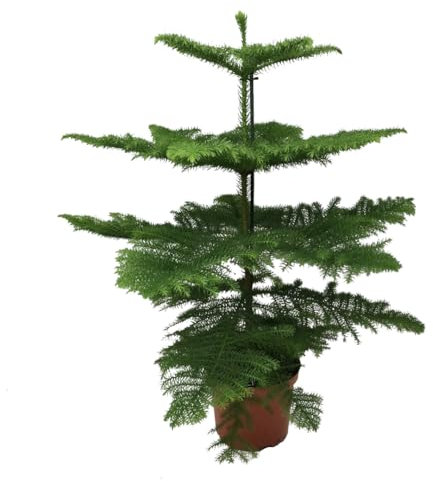 Plant in a Box - Araucaria Heterophylla - Norfolk Tanne - Zimmerkiefer - Topf 21cm - Höhe 70-80cm