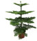 Plant in a Box - Araucaria Heterophylla - Norfolk Tanne - Zimmerkiefer - Topf 21cm - Höhe 70-80cm