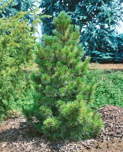 Pinus cembra 40-50 cm - Zirbelkiefer, immergrün, duftende Nadeln, ideal für Hecken und Einzelstellung, winterhart und pflegeleicht