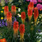 semi di giglio torcia, decorazione floreale Kniphofia uvaria, semi di fiori selvatici piante per luoghi soleggiati piante da esterno resistenti copertura del terreno prato fiorito da 55pcs