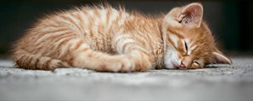 HANSEPUZZLE 30106 - Katze Panorama-Puzzle 2000 Teile | Tierwelt Puzzle mit hochwertiger Puzzle Aufbewahrung: Kartonbox und Wieder verschließbarem Beutel | Puzzle-Maße: 116,6 x 46,7 cm