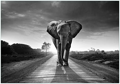 Wallario Vliestapete Fototapete Elefant bei Sonnenaufgang in Afrika schwarzweiß - Wandtapete Größe: 200 x 140 cm