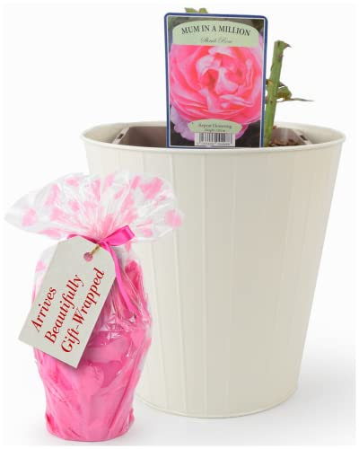 Mum In A Million Rose Plant – Celebration Thank You 5.5Ltr Potplant, Inside A Cream Tin Planter. Beautifully Gift Wrapped. They Are Real, Living, British Grown, Garden Ready, Indoor or Outdoor Flowers